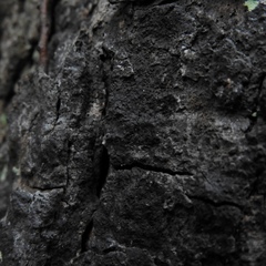 Pseudosagedia cestrensis