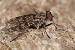 Rhagio plumbeus