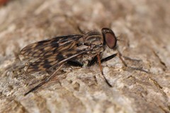 Rhagio plumbeus