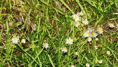 Felicia erigeroides