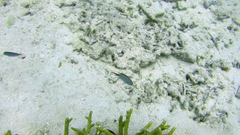 Acanthochromis polyacanthus