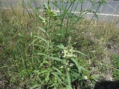 Asclepias emoryi