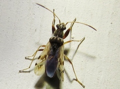 Neopamera