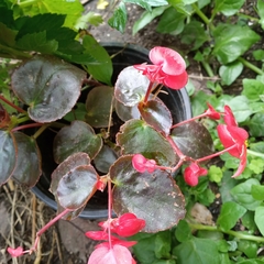 Begonia sparreana