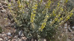 Verbascum undulatum