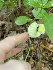 Exobasidium symploci