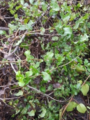 Mutisia spinosa