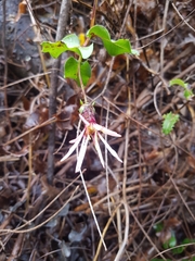 Mutisia spinosa