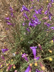 Penstemon heterophyllus australis