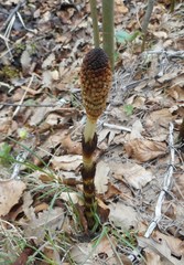Equisetum telmateia telmateia