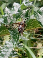 Gymnelia