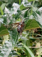Gymnelia