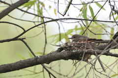 Pyrocephalus rubinus