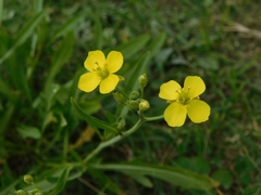 Diplotaxis tenuifolia