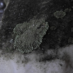 Phaeophyscia insignis