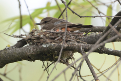 Pyrocephalus rubinus