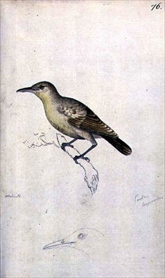 Acrocephalus longirostris