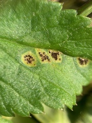 Puccinia aegopodii
