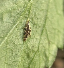 Puccinia aegopodii