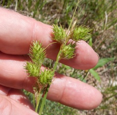 Carex reniformis