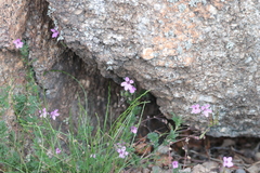 Dianthus armeria