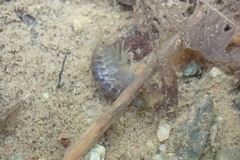 Gammarus fossarum