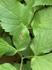 Puccinia aegopodii