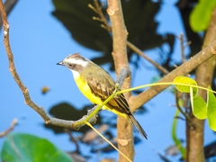 Myiozetetes similis