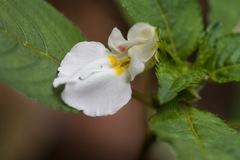 Impatiens burtonii