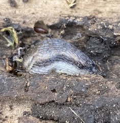 Arion circumscriptus