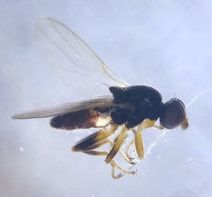 Elachiptera nigriceps