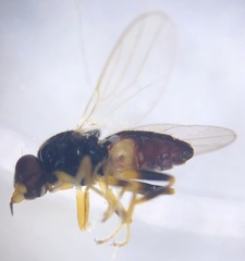 Elachiptera nigriceps