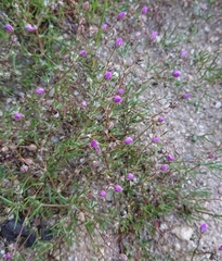 Spergularia purpurea