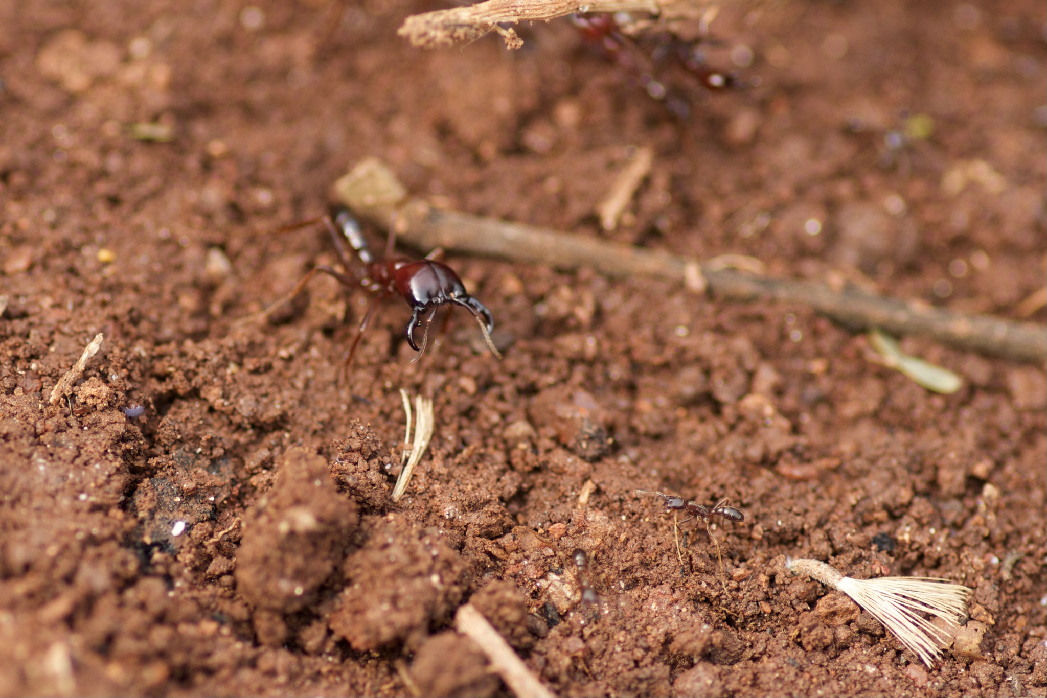 Dorylus nigricans molestus