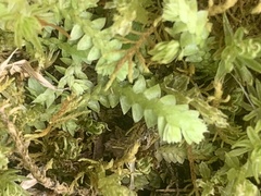 Selaginella apoda