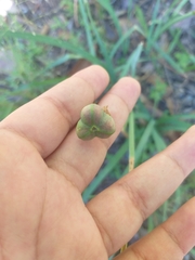 Zephyranthes drummondii