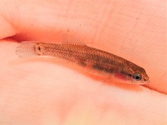 Umbra pygmaea