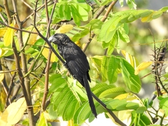 Crotophaga ani