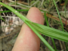 Carex lonchocarpa