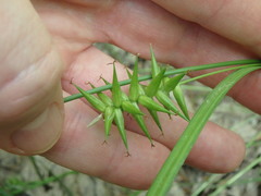 Carex lonchocarpa