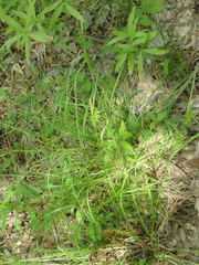 Carex lonchocarpa