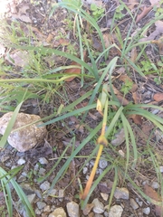 Zephyranthes drummondii