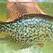 Black Crappie - Photo (c) Emilio Concari, some rights reserved (CC BY-NC), uploaded by Emilio Concari