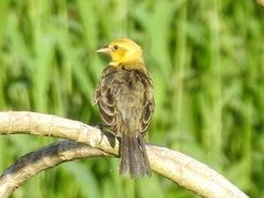 Chrysomus icterocephalus