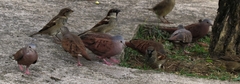 Columbina talpacoti