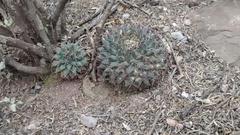 Mammillaria
