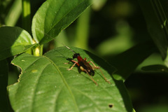 Cranistus colliurides