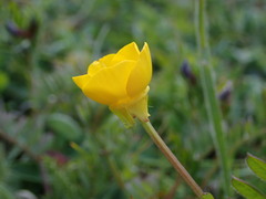 Ranunculus bulbosus