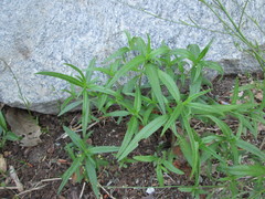 Helianthus porteri