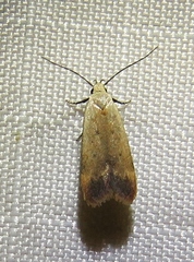 Anacampsis fullonella